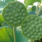 **蓮子 **藕蓮蓬 **荷葉 曬干藕蓮蓬工藝品